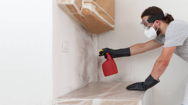 Professional Mold Cleanup technician working in Moonachie, NJ